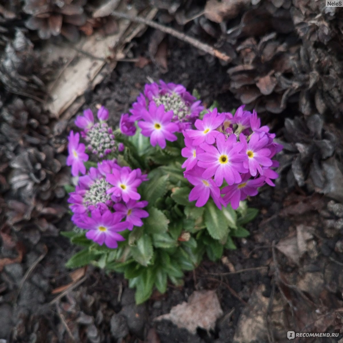 Примула мелкозубчатая (Prímula denticulata) - «Невероятной красоты  первоцвет. Каждый раз смотрю, любуюсь и радуюсь, что приобрела примулу  мелкозубчатую» | отзывы