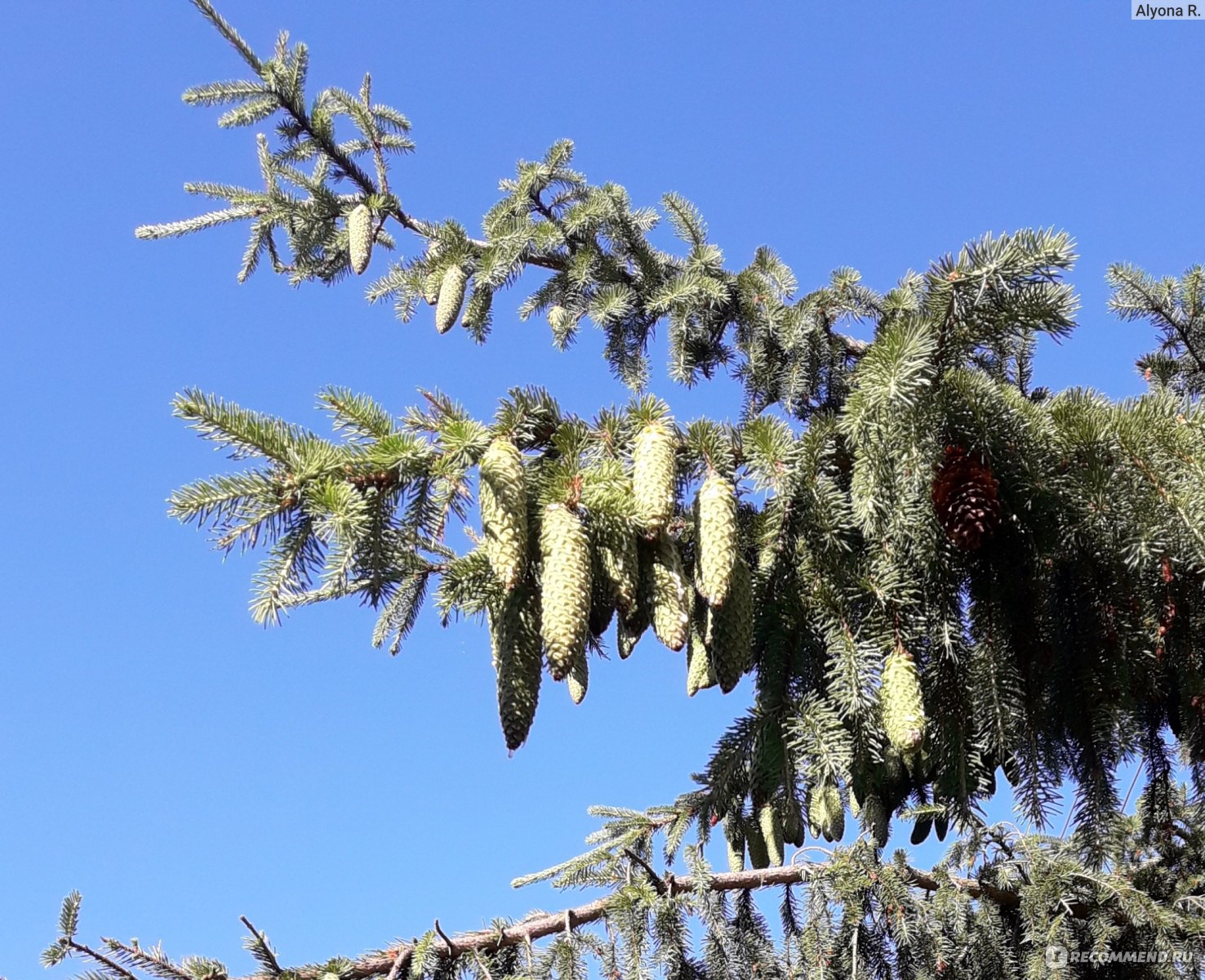 Народное средство Варенье из еловых шишек - «🌲 Приелось варенье из  сосновых шишек? - не беда, есть ещё ёлки 🌲 Стоит ли игра свеч, а еловое  варенье шишек? 🌲» | отзывы