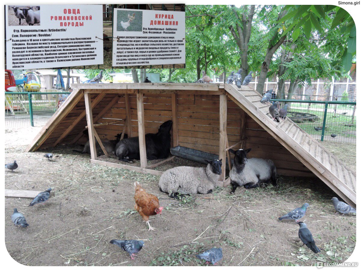 Home zoo. Ивановский Зоологический парк. Зоопарк парк в Иваново. Ивановский зоопарк Убожик. Зоопарк в Серебряном городе Иваново.