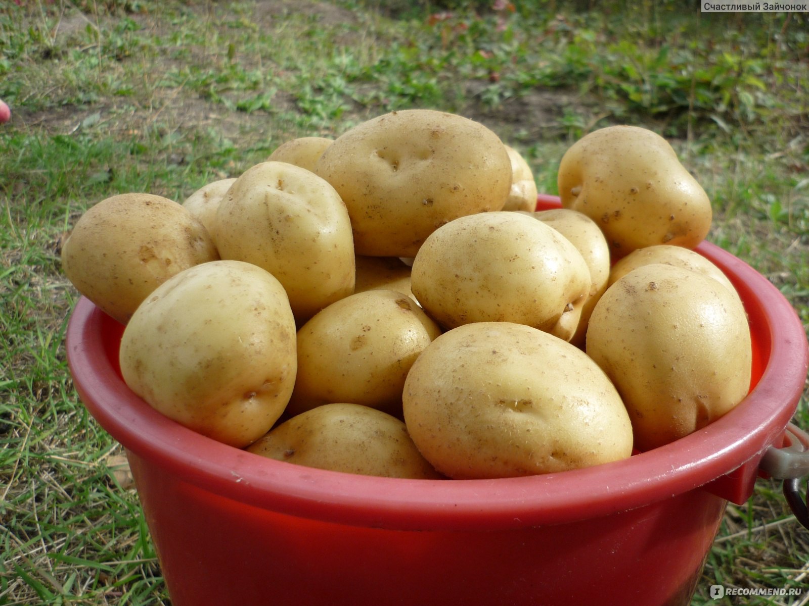 Картофель сорт Гала - «Картофель Гала обосновался в нашем огороде! Описаниесорта, характеристики, вкусовые качества. Фото»