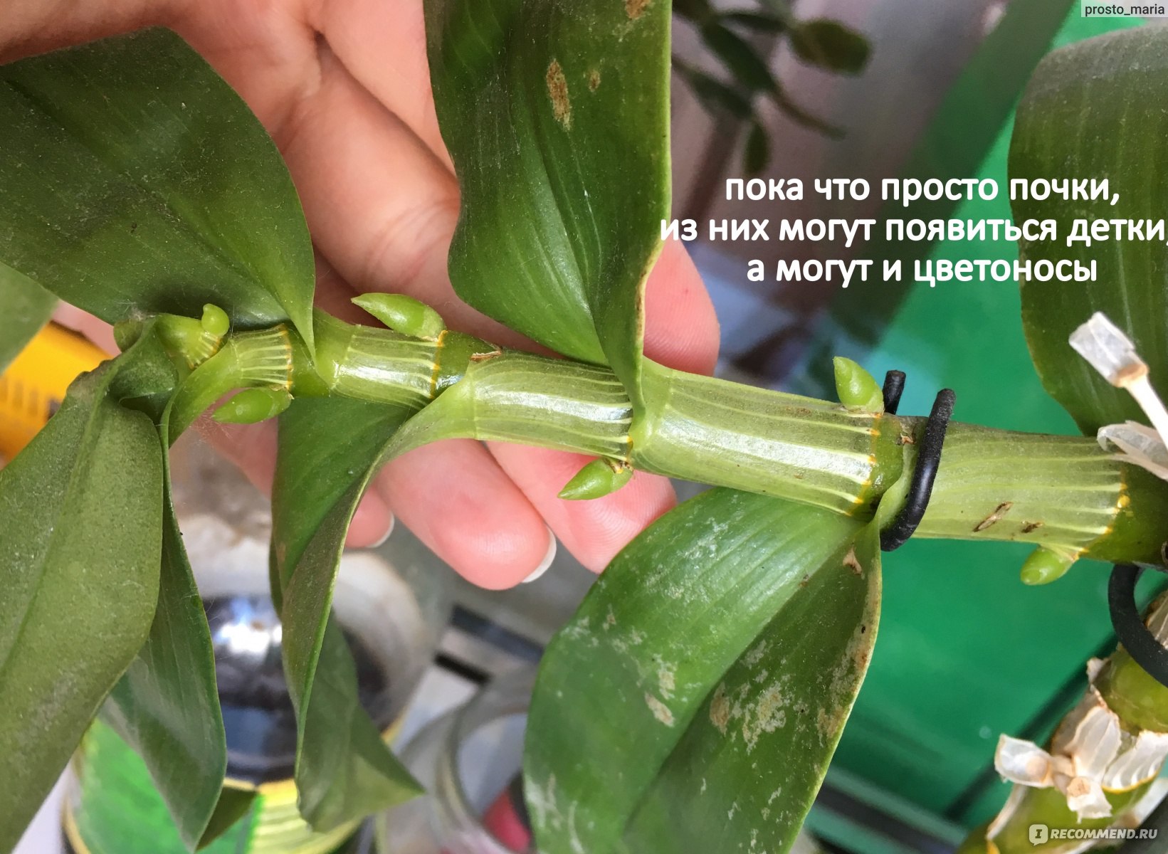 Орхидея Дендробиум Нобиле Детки