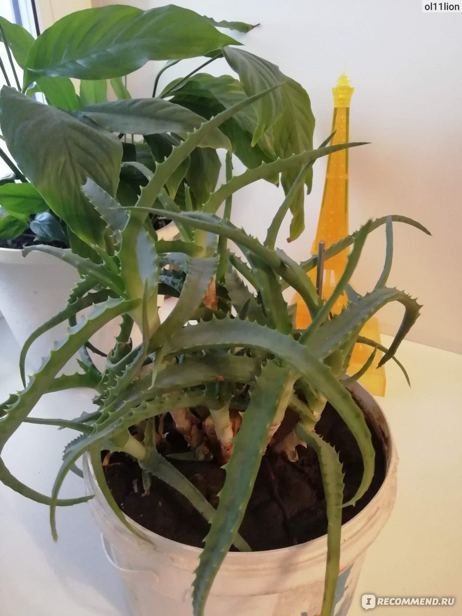 Можно ли использовать растение при недуге, помогает ли?