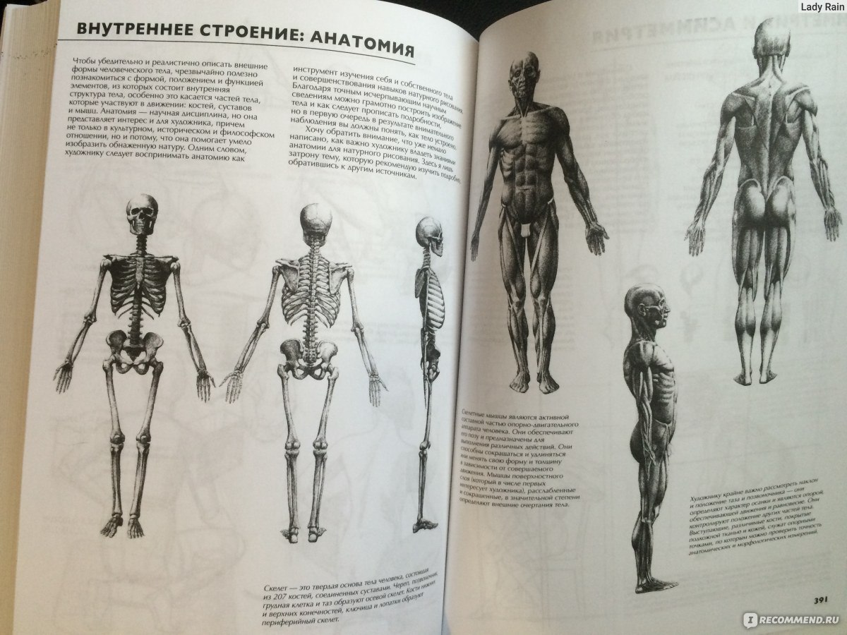 Джованни Чиварди анатомия для художника