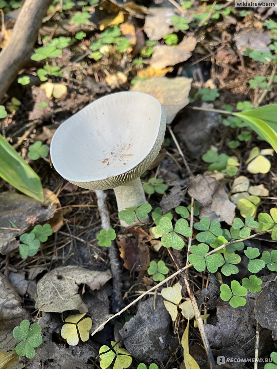 Сбор грибов - «Сомневаешься? Не бери 🍄» | отзывы