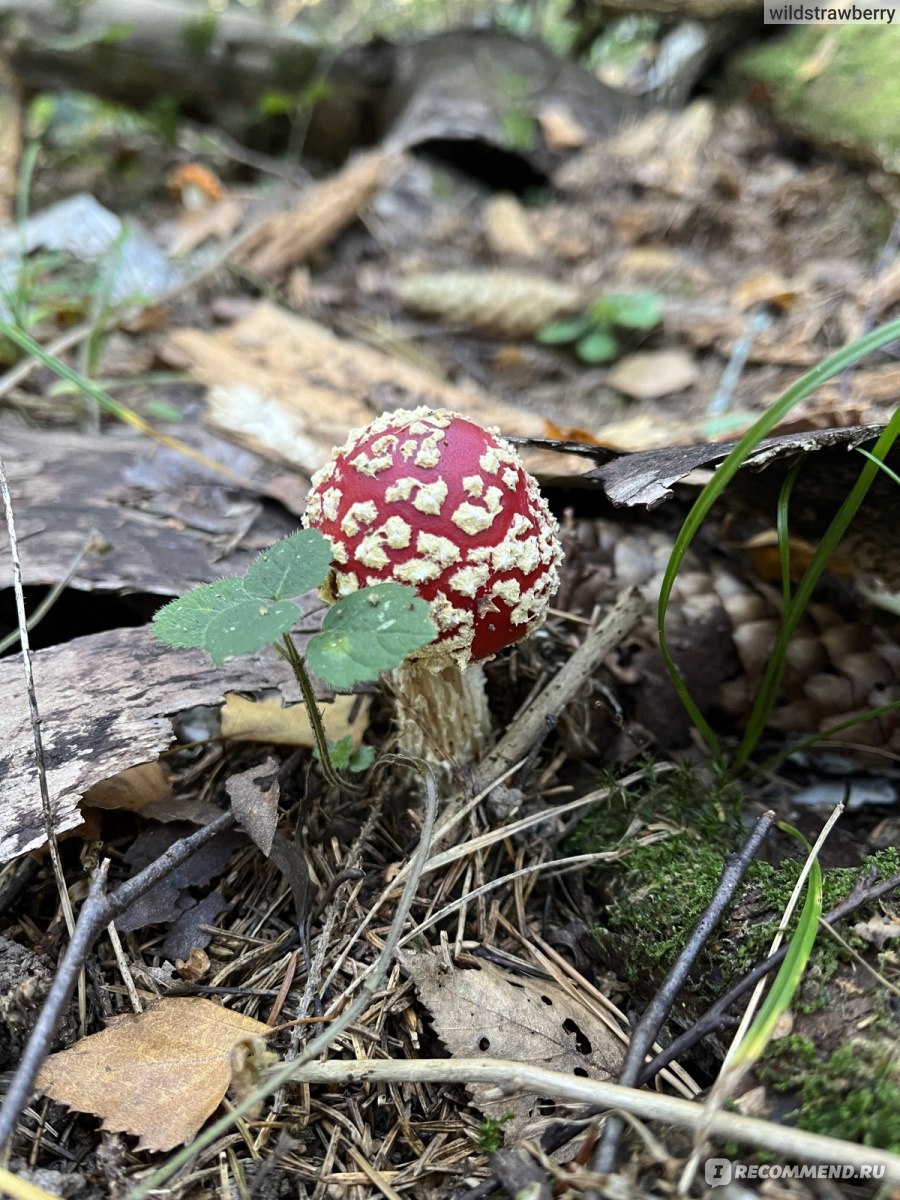 Сбор грибов - «Сомневаешься? Не бери 🍄» | отзывы