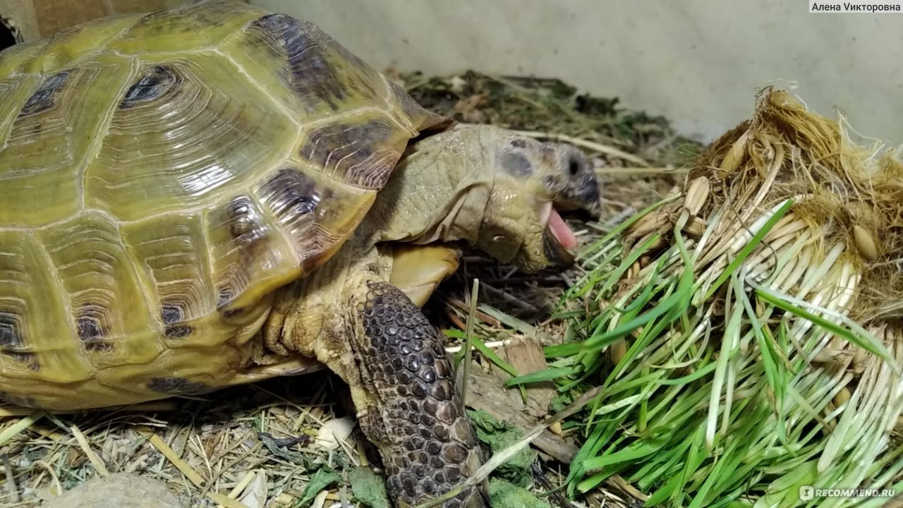 Среднеазиатская черепаха или степная черепаха - Testudo (Agrionemys)  horsfieldii - «Немного о содержании среднеазиатской сухопутной черепахи и о  своих черепашках.» | отзывы