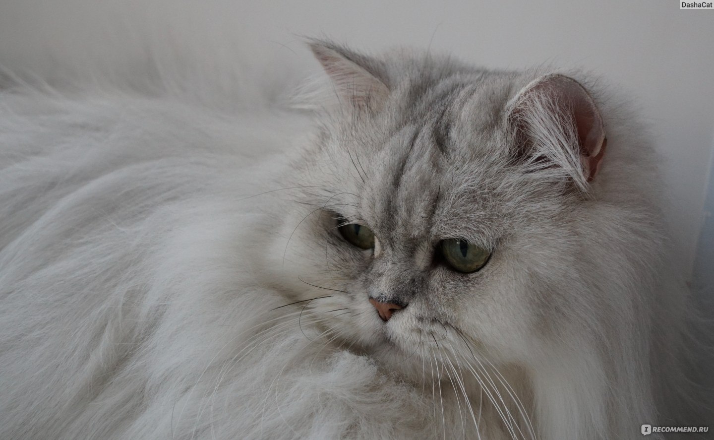 Персидская кошка серебристая затушеванная