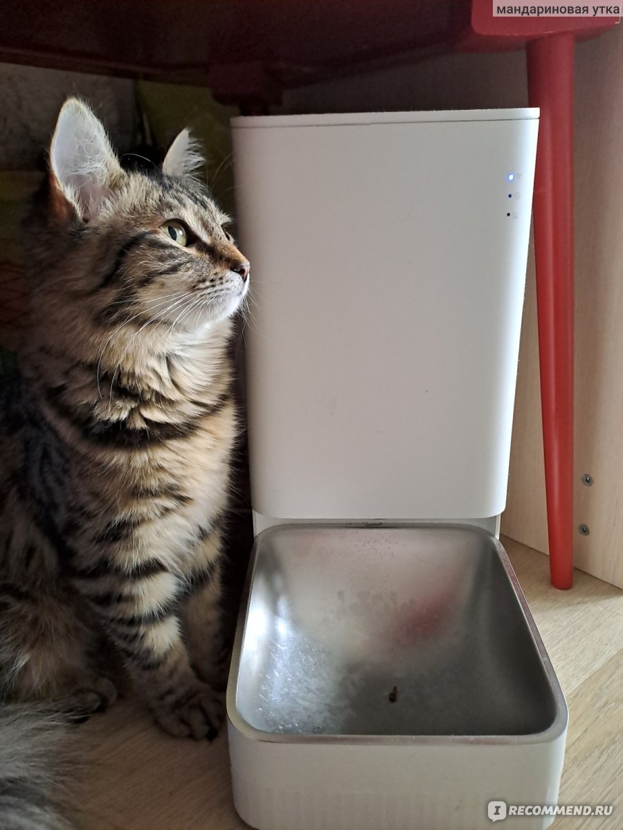 Умная кормушка для животных Xiaomi Smart Pet Food Feeder - «Ура, больше не  надо вставать в пять утра! » | отзывы