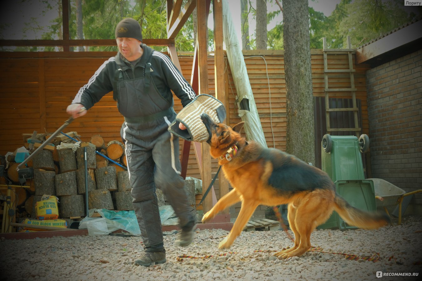 Сухой корм Эукануба для пожилых собак Крупных пород с Курицей/ Eukanuba  Mature & Senior Large Breed 15 kg - «Кормлю с Щенячки и вот что  получилось!» | отзывы