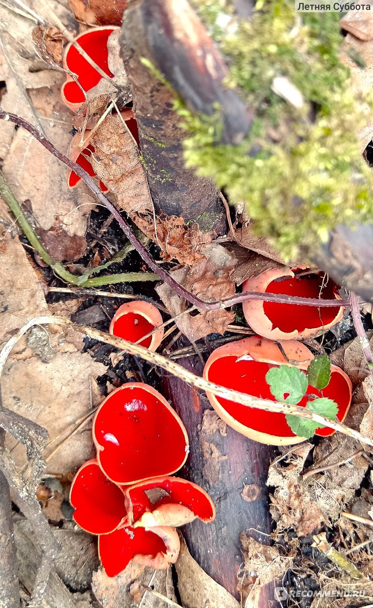 чудесные грибы