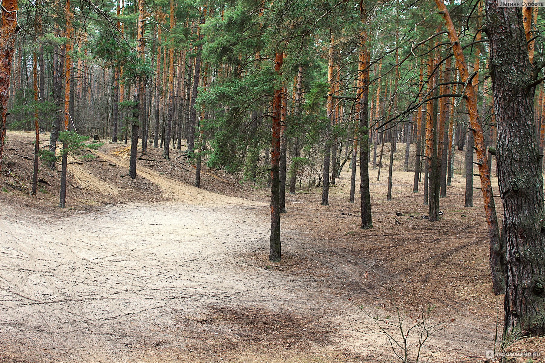 Лесные полянки