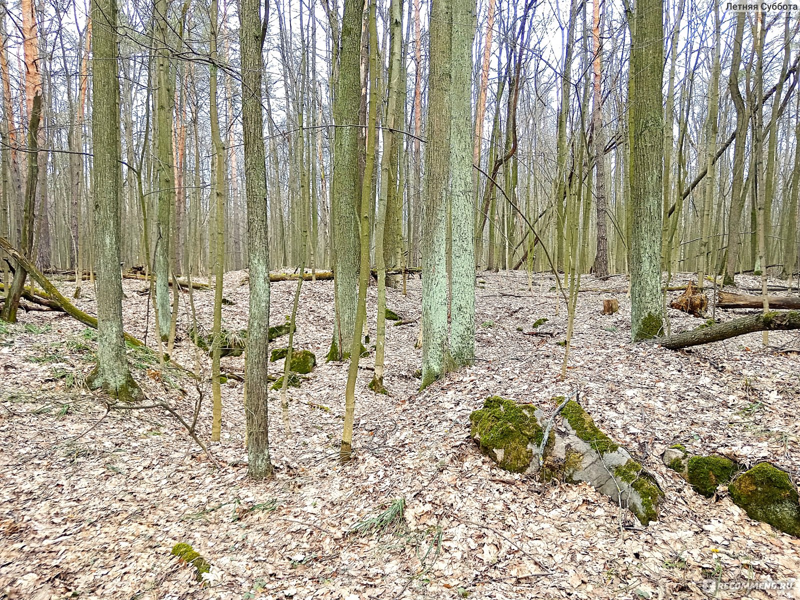 камни покрытые мхом