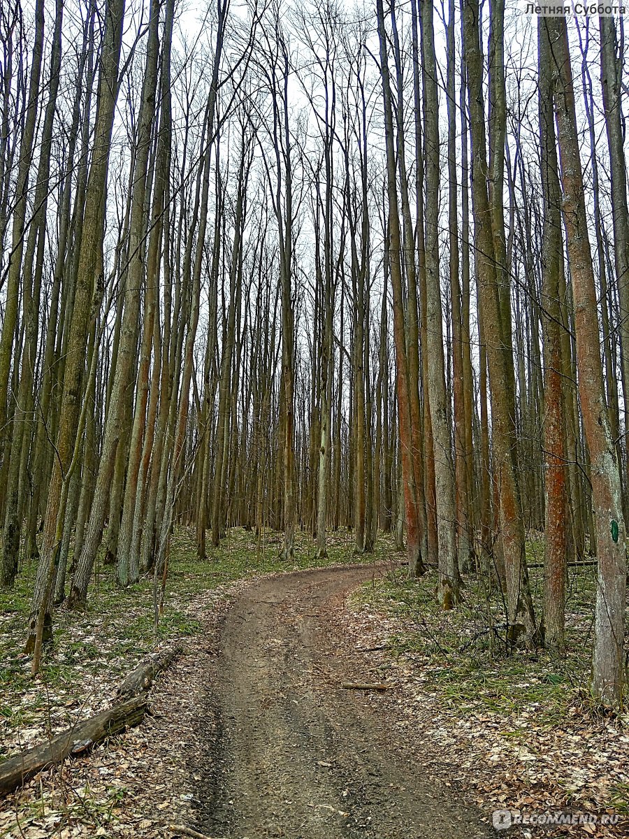 Поворачиваю на лесную дорожку