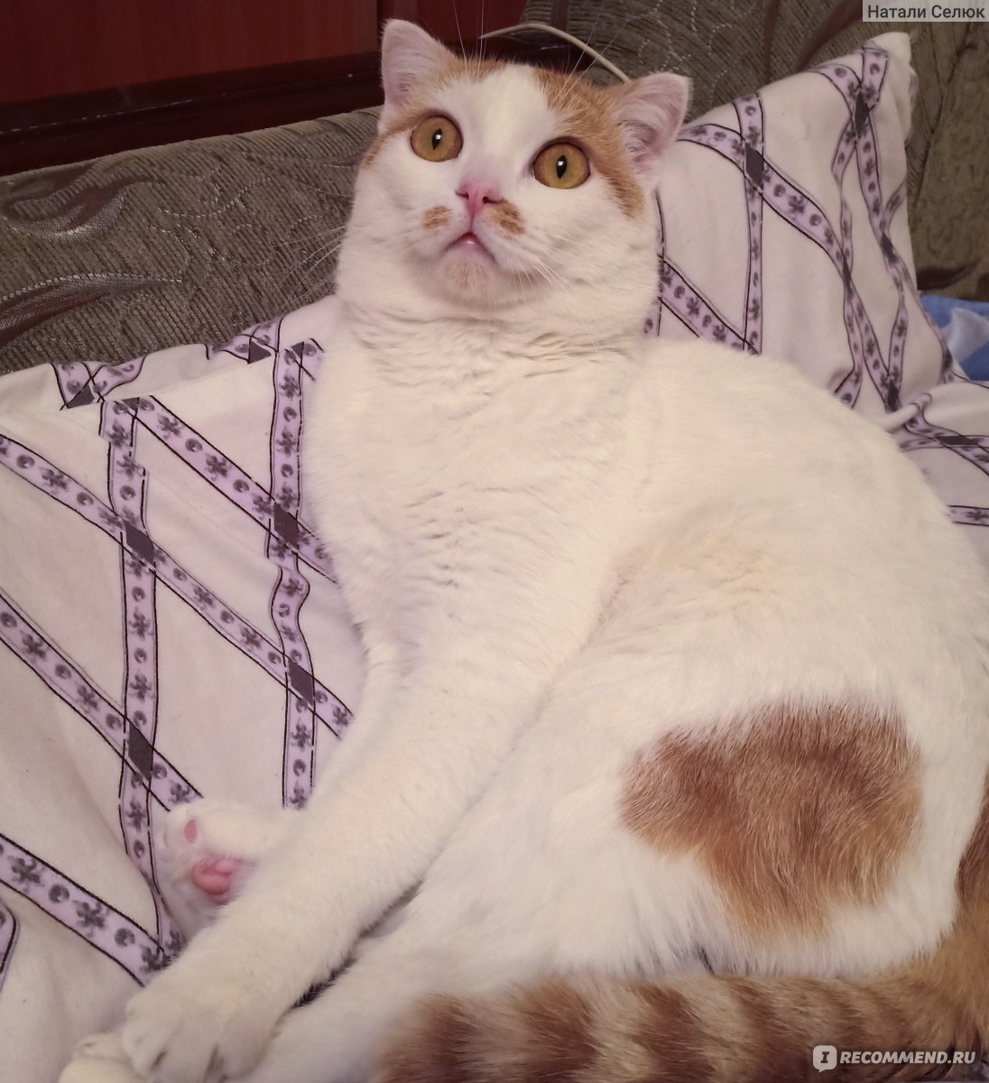 кошка гадит на кровать во время течки