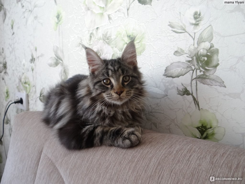 Мейн-Кун / Maine Coon - «Слишком много НО(кардинально меняю свой прежний  отзыв).» | отзывы