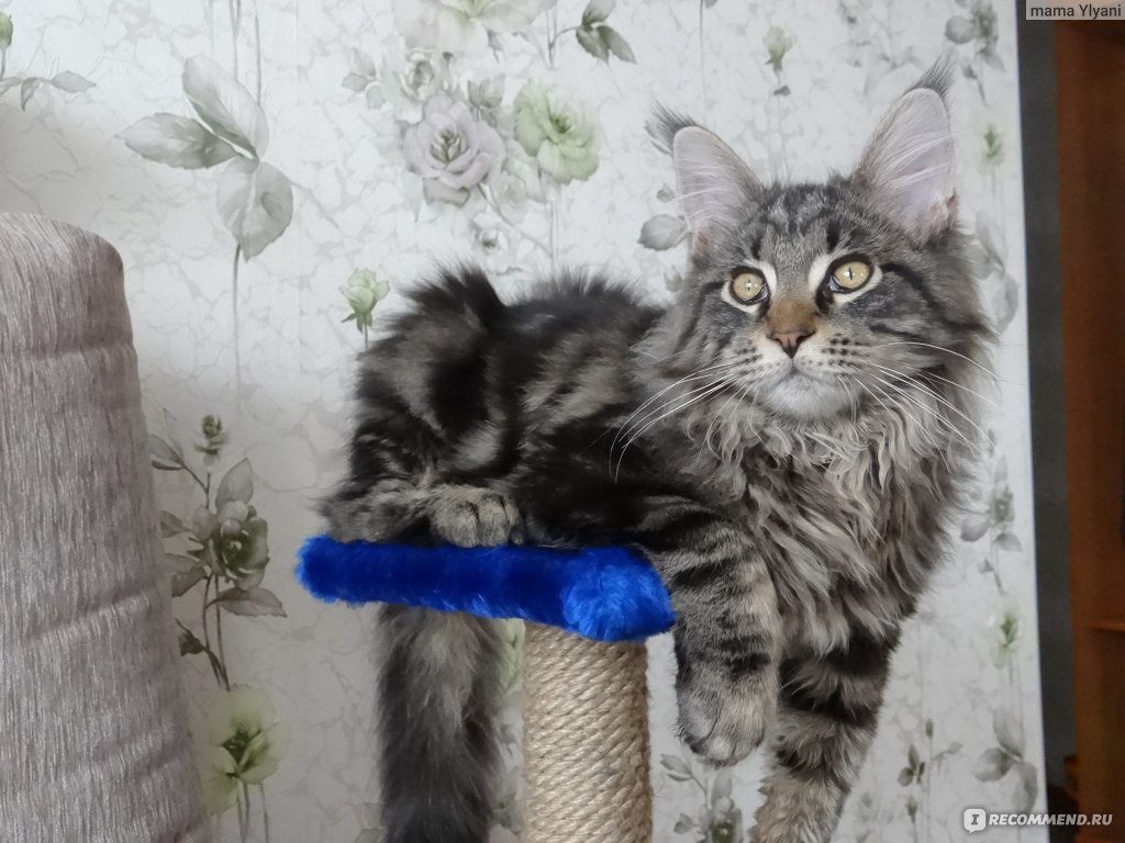 Мейн-Кун / Maine Coon - «Слишком много НО(кардинально меняю свой прежний  отзыв).» | отзывы