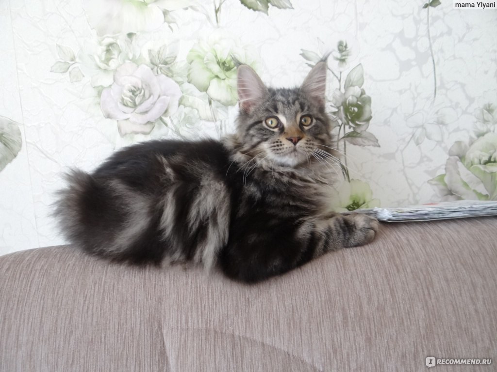 Мейн-Кун / Maine Coon - «Слишком много НО(кардинально меняю свой прежний  отзыв).» | отзывы