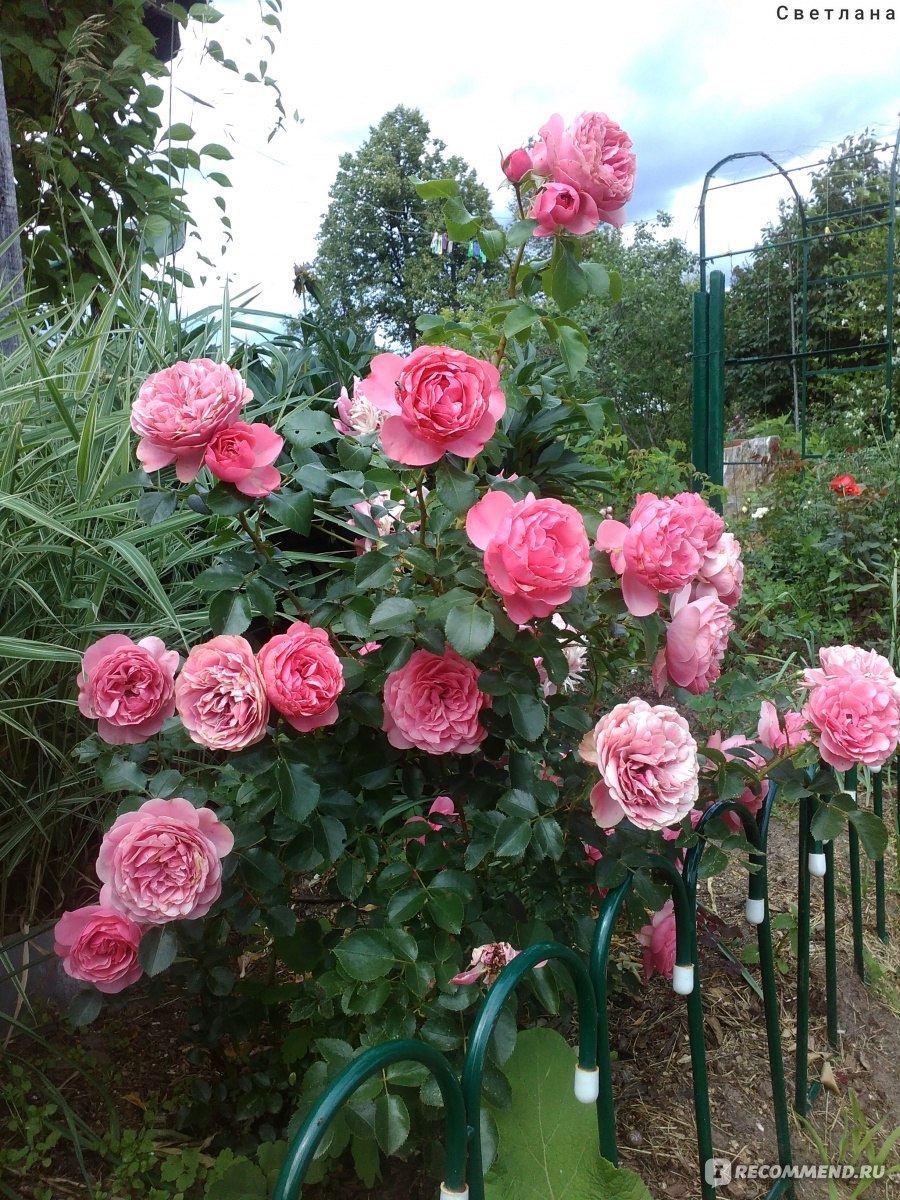 Роза Леонардо да Винчи (Leonardo da Vinci). Mielland - «Одна из самых любимых и неприхотливых роз в моем саду!»