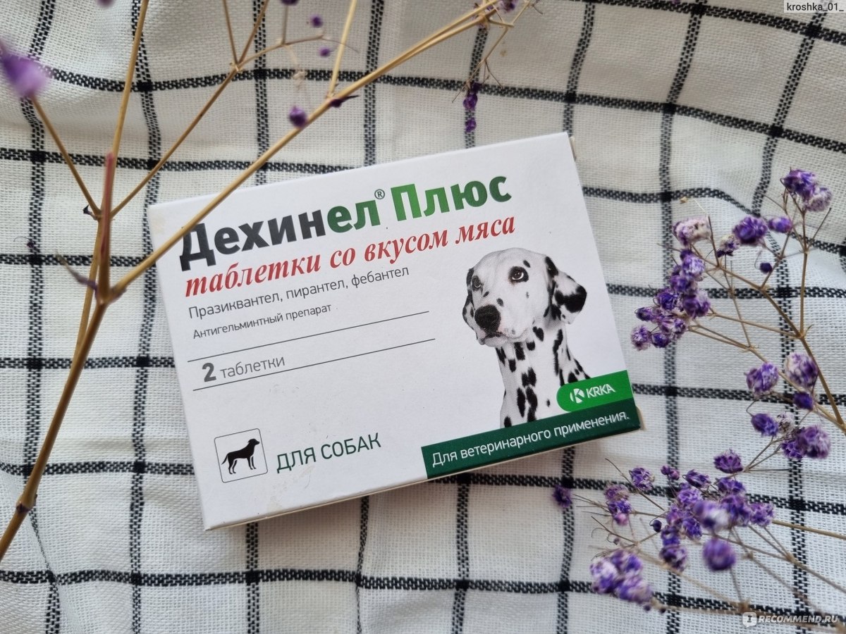 Антигельминтики KRKA Дехинел плюс - «Чем гнать глистов из своего питомца?  Самый частый вопрос у собачников,т.к. это нужно делать регулярно. Мой опыт  использования Дехинела для корги.» | отзывы