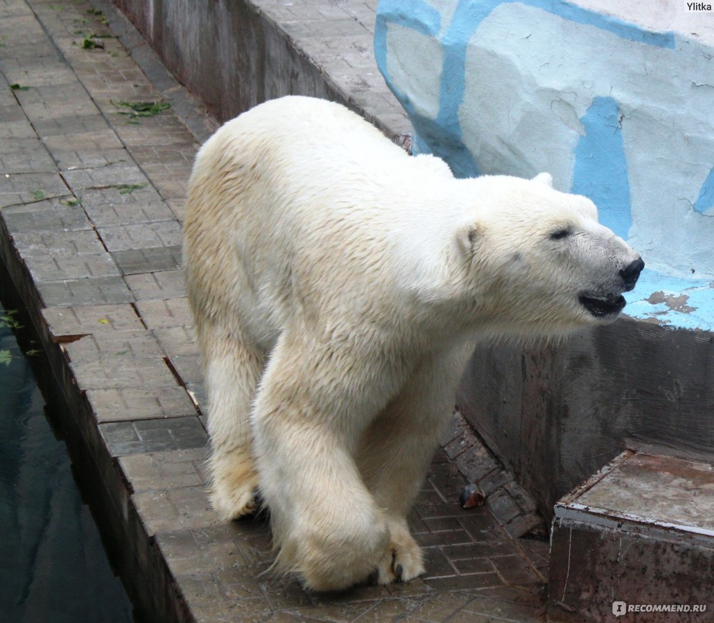 Новосибирский зоопарк фото