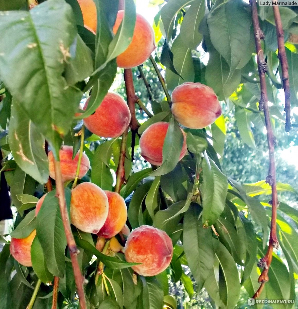 Варенье-ассорти из персиков и вишни