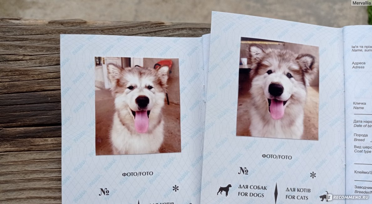 Собака Фото На Паспорт