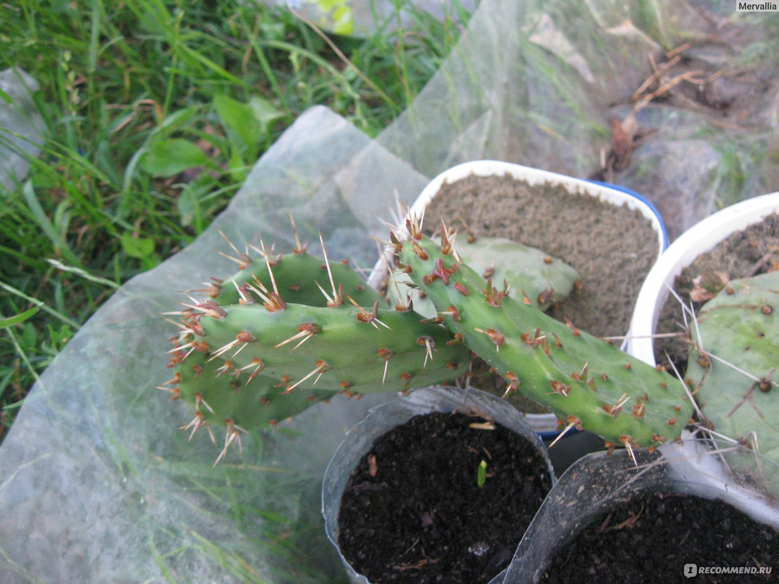 Опунция инжирная или индийская(opuntia ficus indica) - «Колючий кактус с  удивительными цветами и обалденными сьедобными плодами. Почему перестали  выращивать » | отзывы