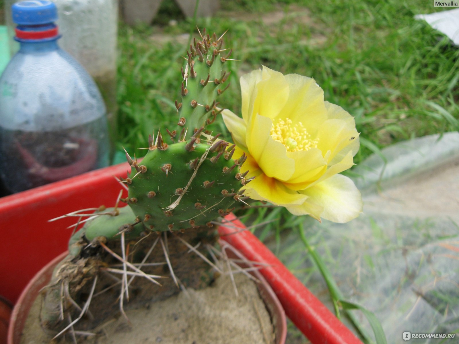 Опунция инжирная или индийская(opuntia ficus indica) - «Колючий кактус с  удивительными цветами и обалденными сьедобными плодами. Почему перестали  выращивать » | отзывы