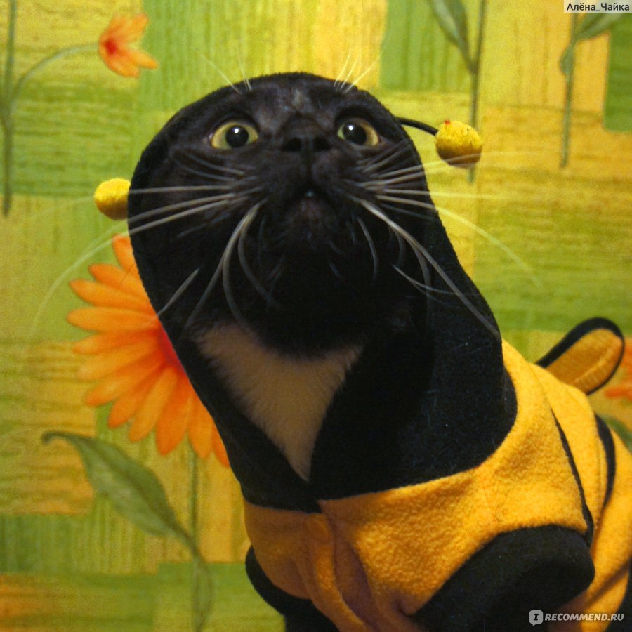 Карнавальный костюм пчелы для собаки купить за грн. в магазине hb-crm.ru