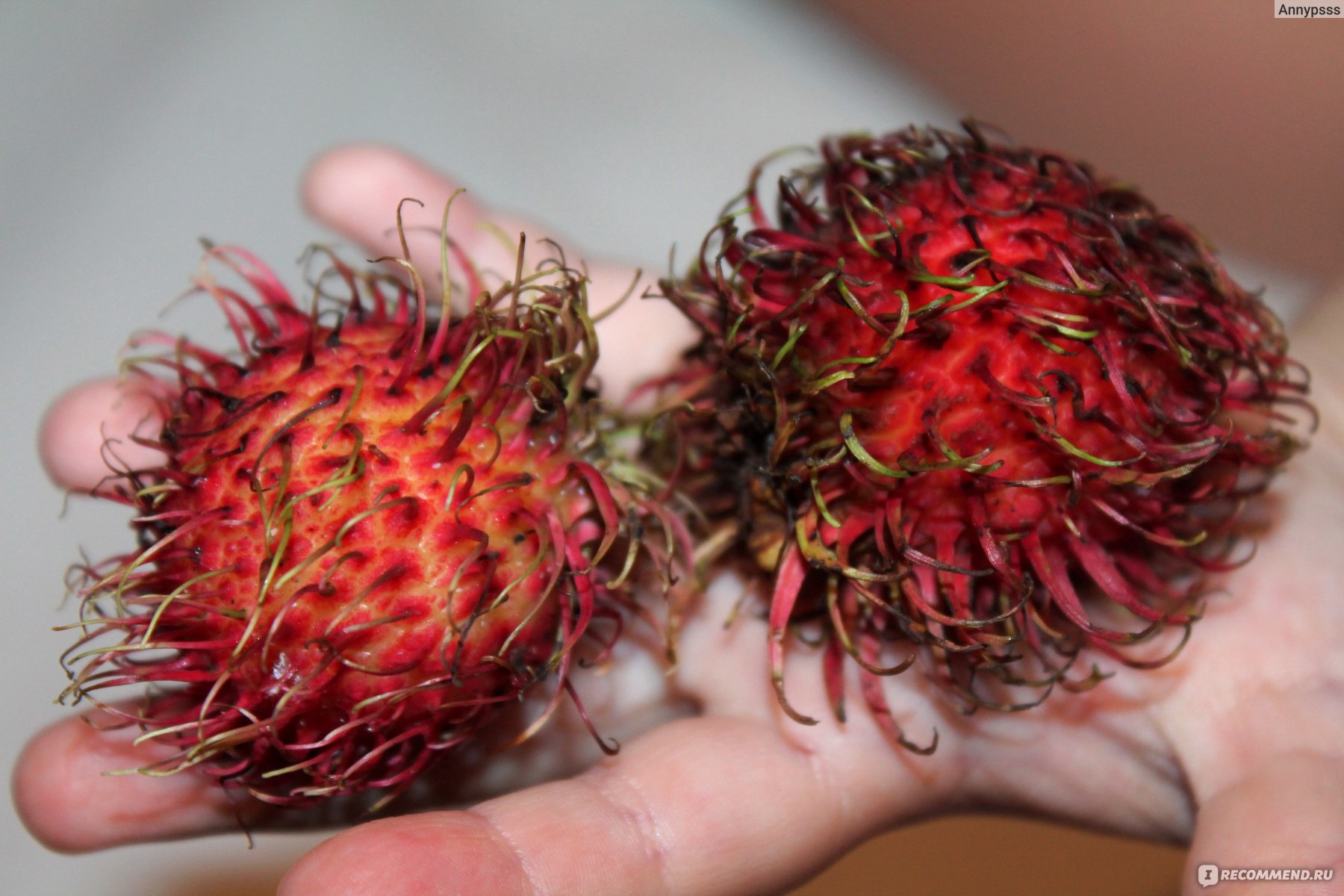 Фрукты Рамбутан - «Маленький волосатый фрукт из Таиланда - РАМБУТАН. Вкус,  как его едят, цена, полезные свойства, выращивание в домашних условиях и  мои впечатения)» | отзывы