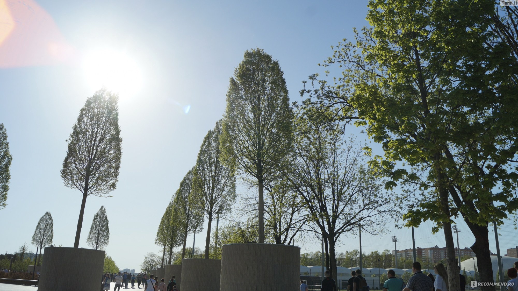 фото деревьев в парке галицкого