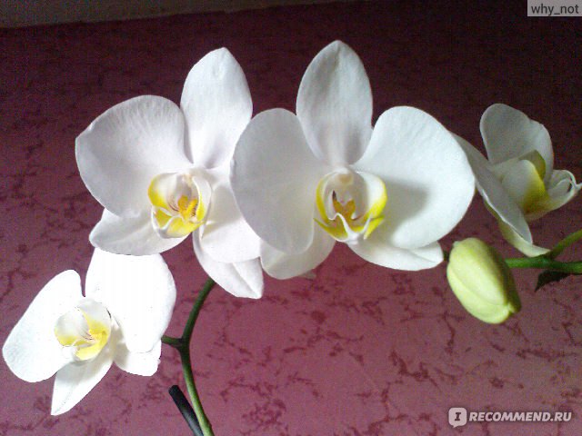 Основные потребности ухода для выращивания орхидей