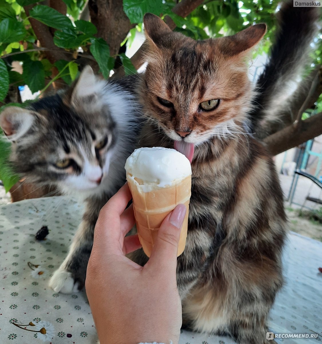 Мороженое Славица Берёзка ванильное фото