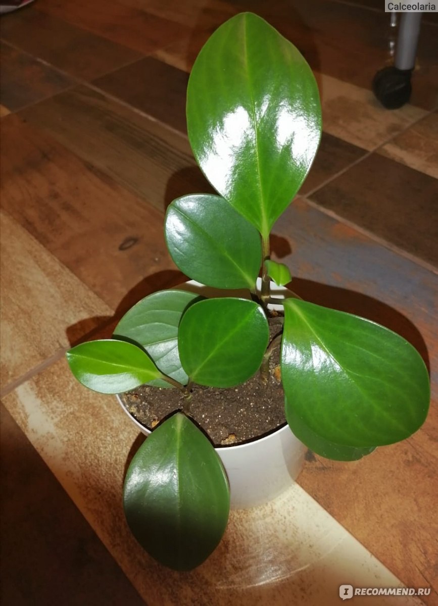 Пеперомия магнолиелистная (Peperomia magnoliaefolia) - «Эффектное растение,  не требующее никакого особенного ухода» | отзывы