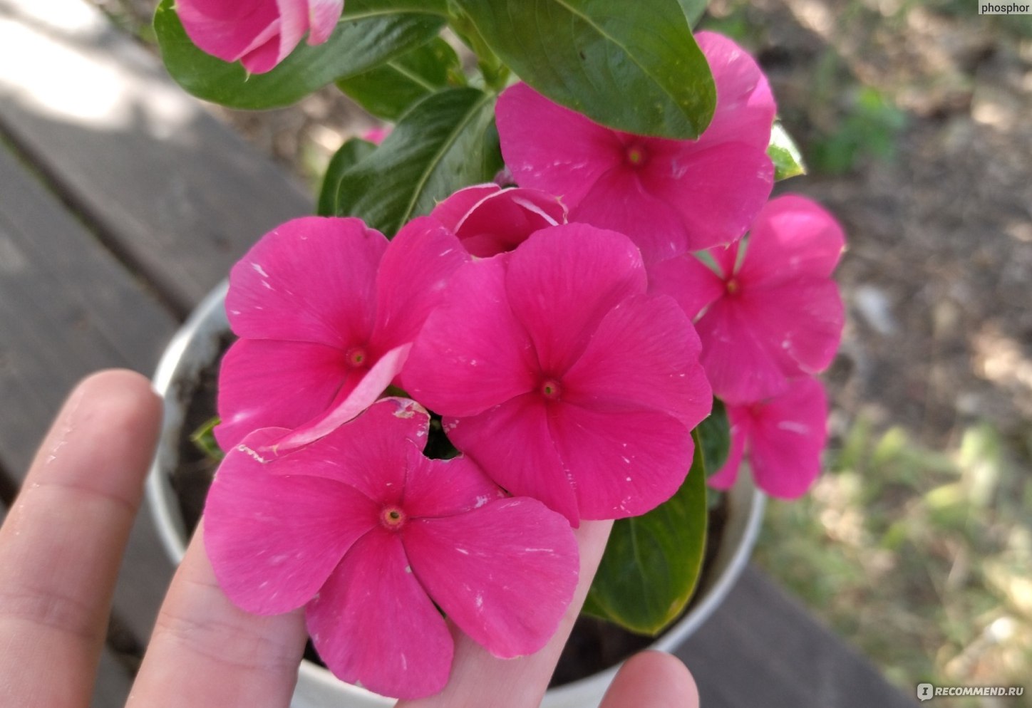 Катарантус розовый (Catharanthus roseus) - «Ну до чего хорош! Странно, что  пока редок. Катарантус – многолетник или однолетник? Он для сада или для  дома? Влюбилась с первого взгляда. Один из самых эффектных