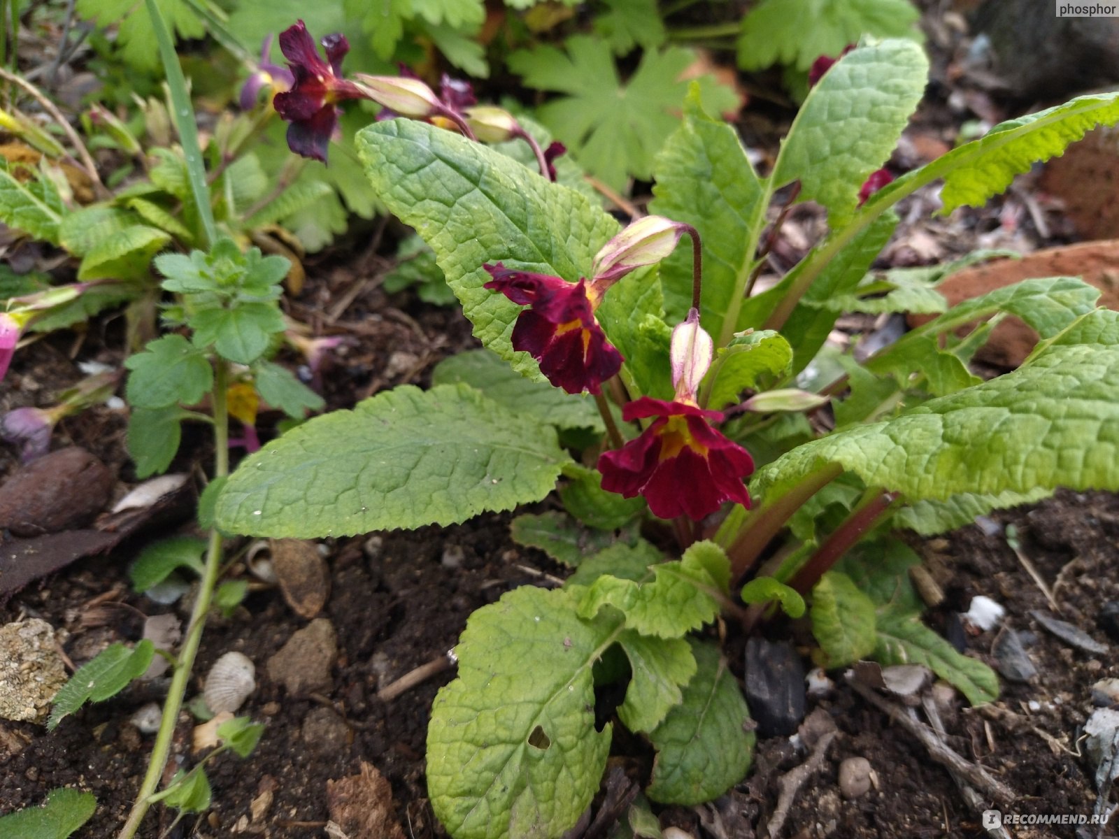 Примула обыкновенная / бесстебельная (Primula vulgaris, acaulis) -  «Первоцвет, который не совсем первоцвет. Чем хороша примула, кроме того что  красива» | отзывы