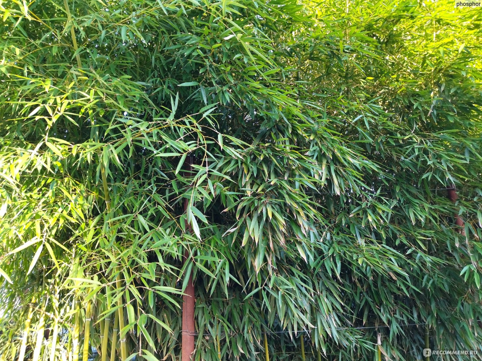 Драцена Счастливый Бамбук Lucky Bamboo (Спираль) — Цвет`ок — дорогая цветочная лавка