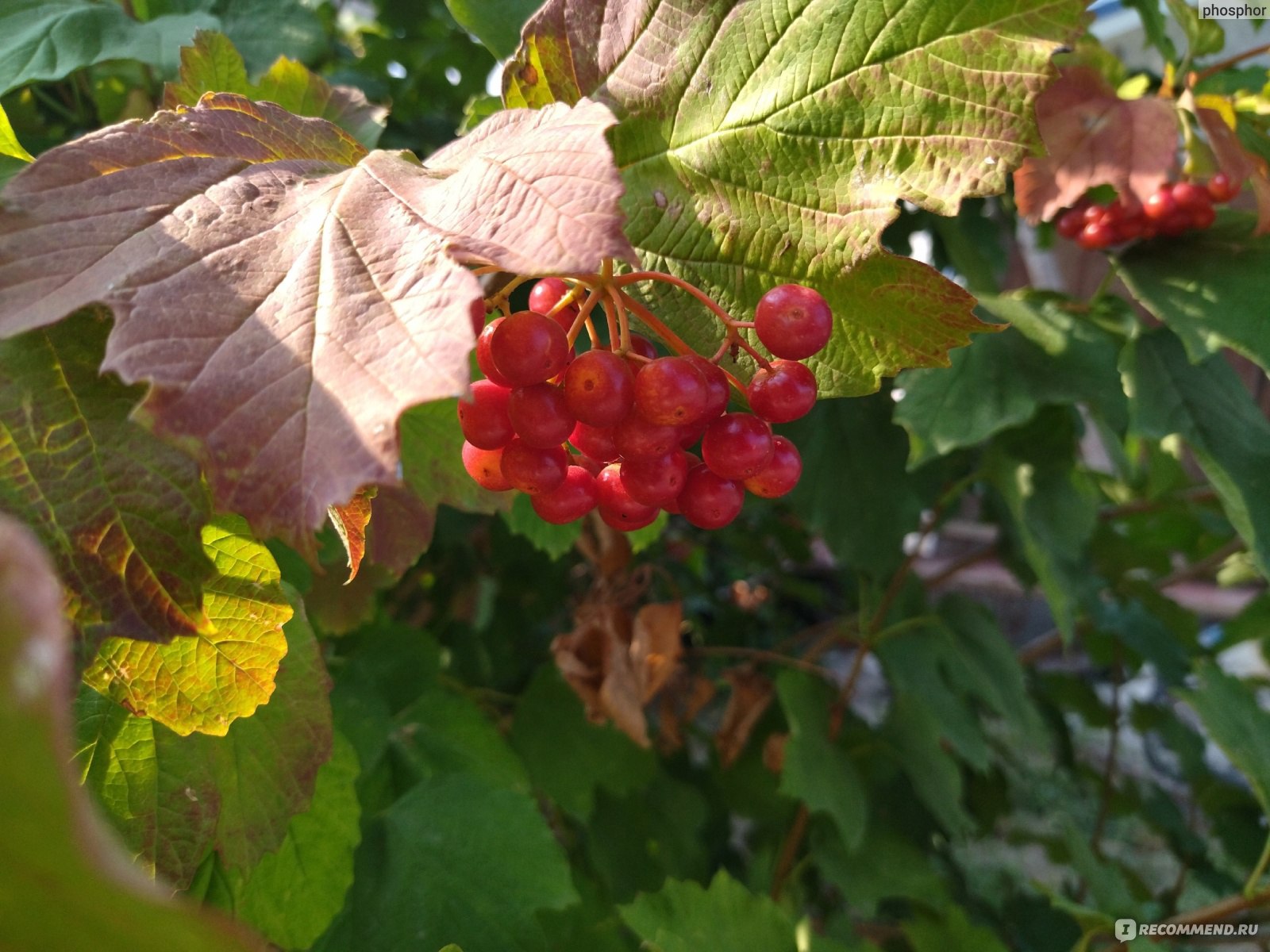 Калина обыкновенная (Viburnum opulus L.) - «Как ухаживать за калиной, чтоб  от ягод ветки гнулись? Мой секрет прост 😁 Одно из лучших растений для  малоуходного и вообще безуходного сада. Весь год красивое,