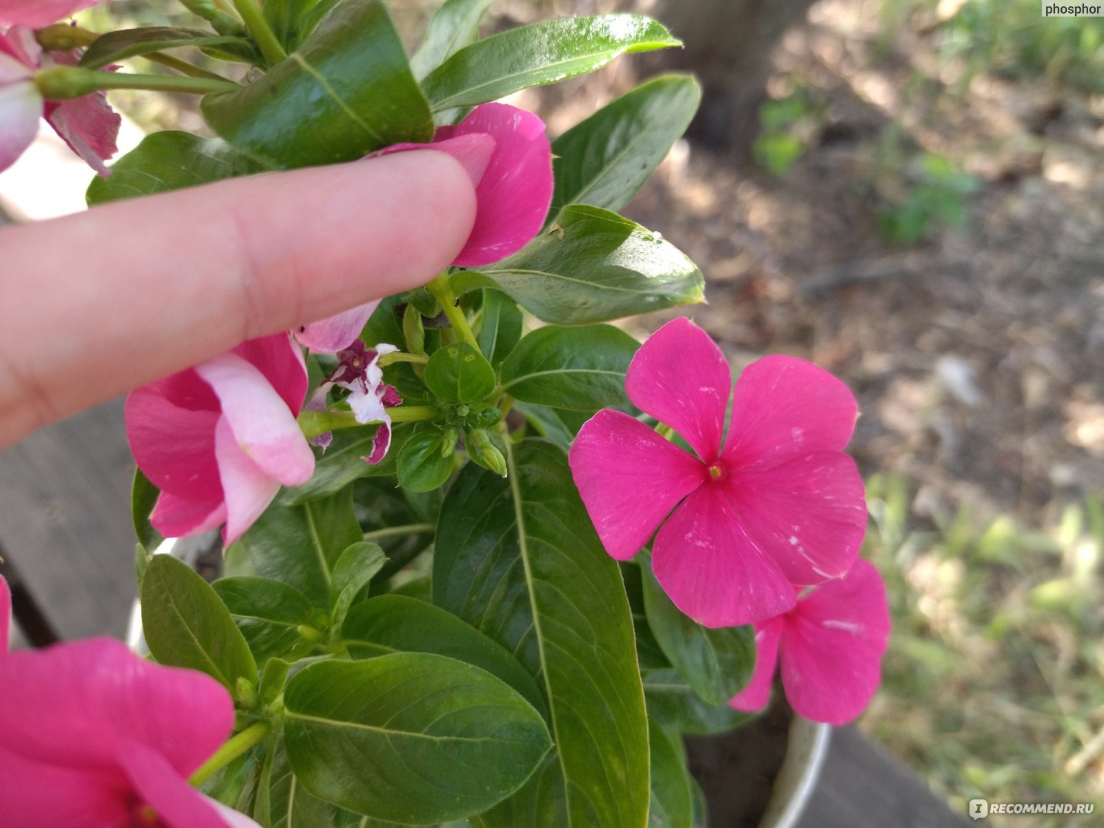 Катарантус розовый (Catharanthus roseus) - «Ну до чего хорош! Странно, что  пока редок. Катарантус – многолетник или однолетник? Он для сада или для  дома? Влюбилась с первого взгляда. Один из самых эффектных