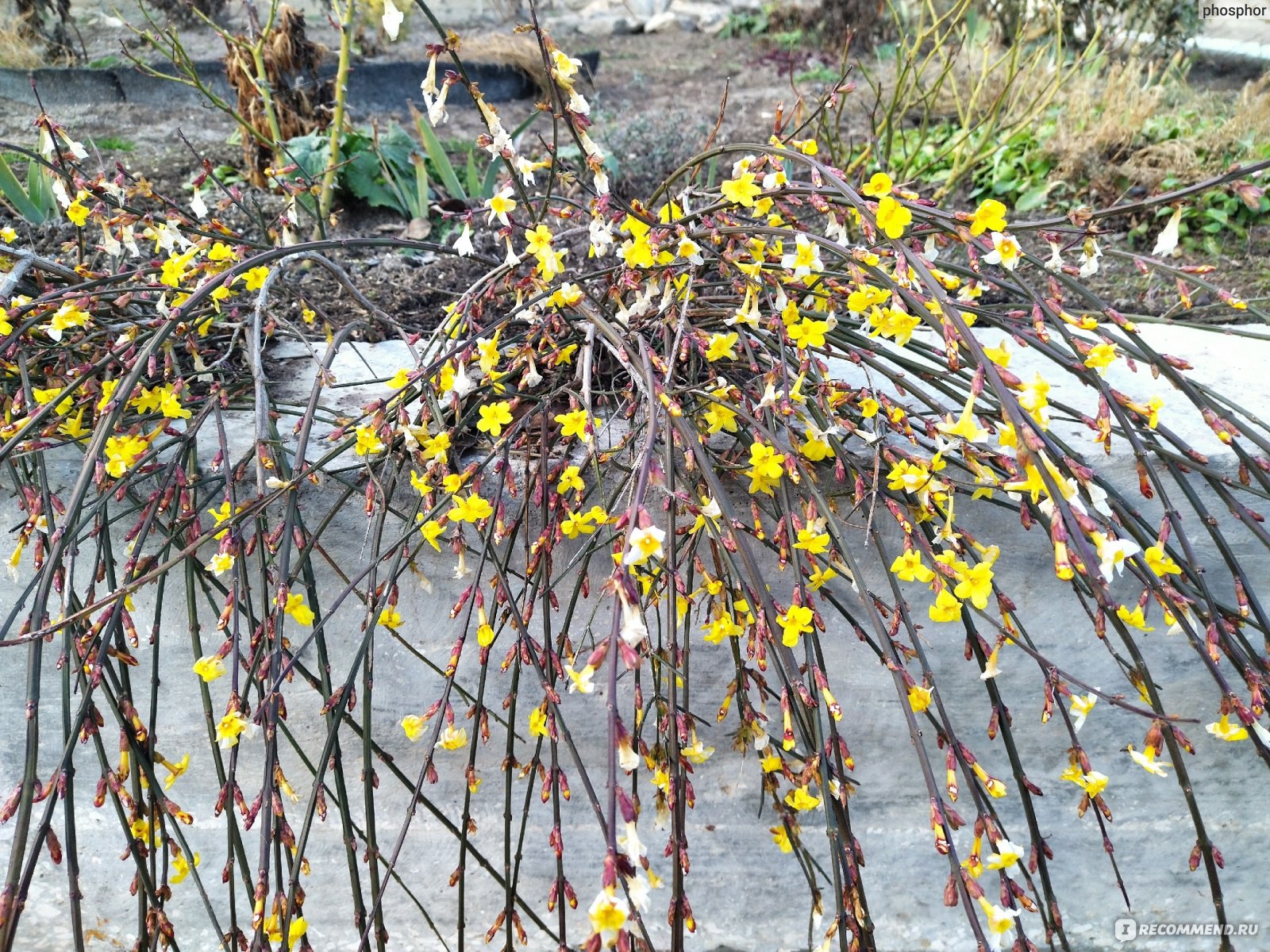 Жасмин голоцветковый или голоцветный (Jasminum nudiflorum), жасмин зимний -  «Каскады желто-солнечных цветов посреди зимы – в саду и дома. 🌞 Можно  формировать в произвольной форме. Находка для террасированных участков и  живых изгородей» | отзывы