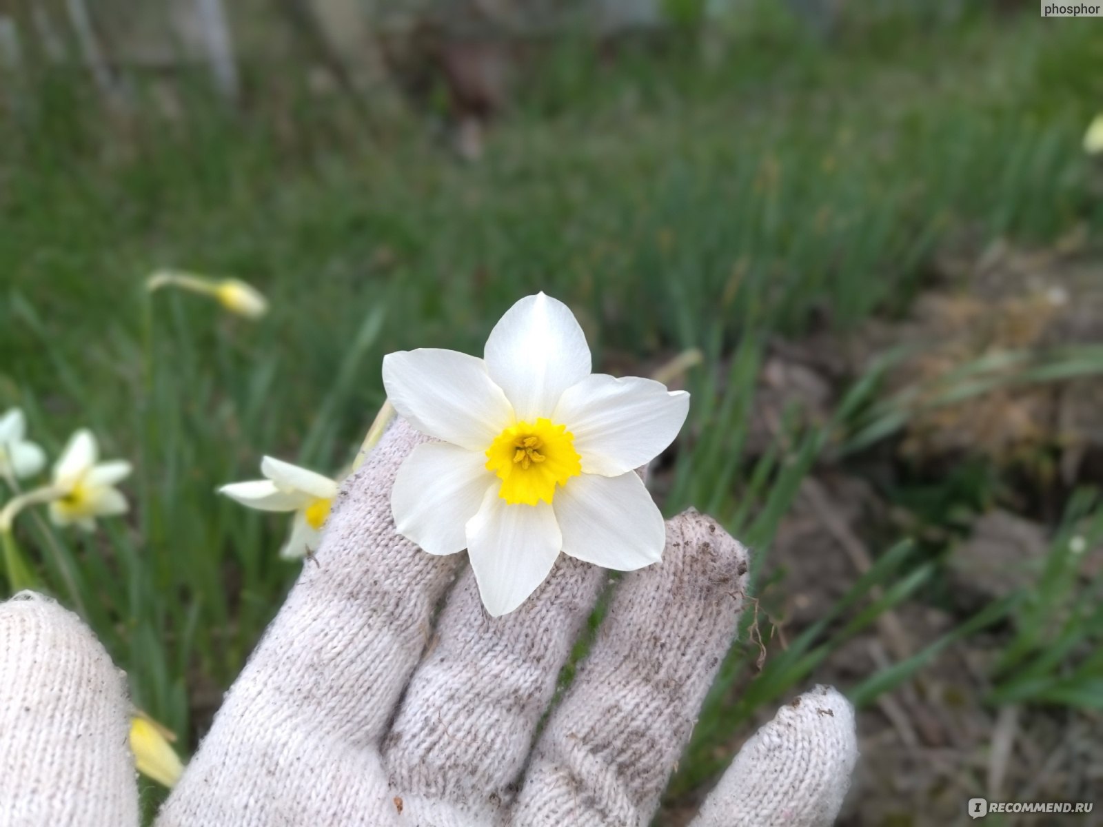 Нарцисс (Narcissus) - «Один раз посадите – отойдет внукам по наследству.  👵👶 Каких расцветок бывает и почему не очень приятно пахнет нарцисс –  неистребимый, самый живучий цветок среди луковичных» | отзывы