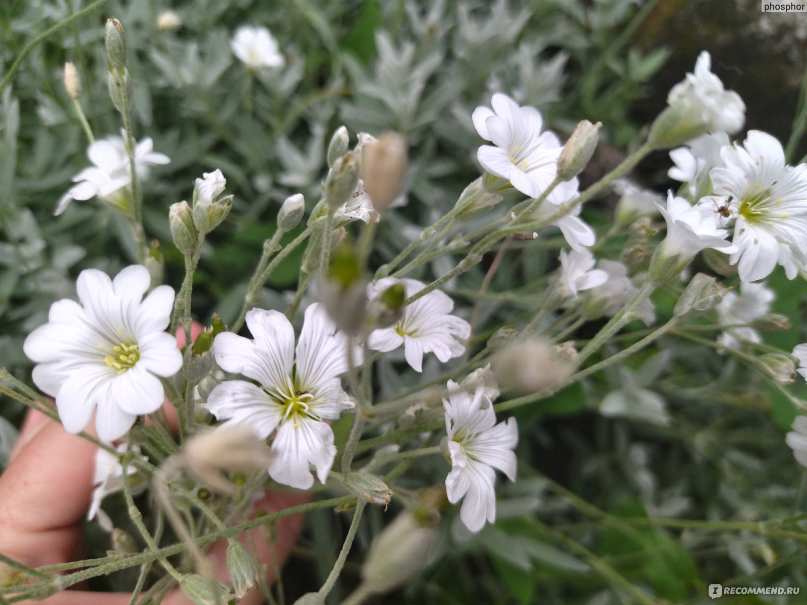 Ясколка tomentosum Silver White