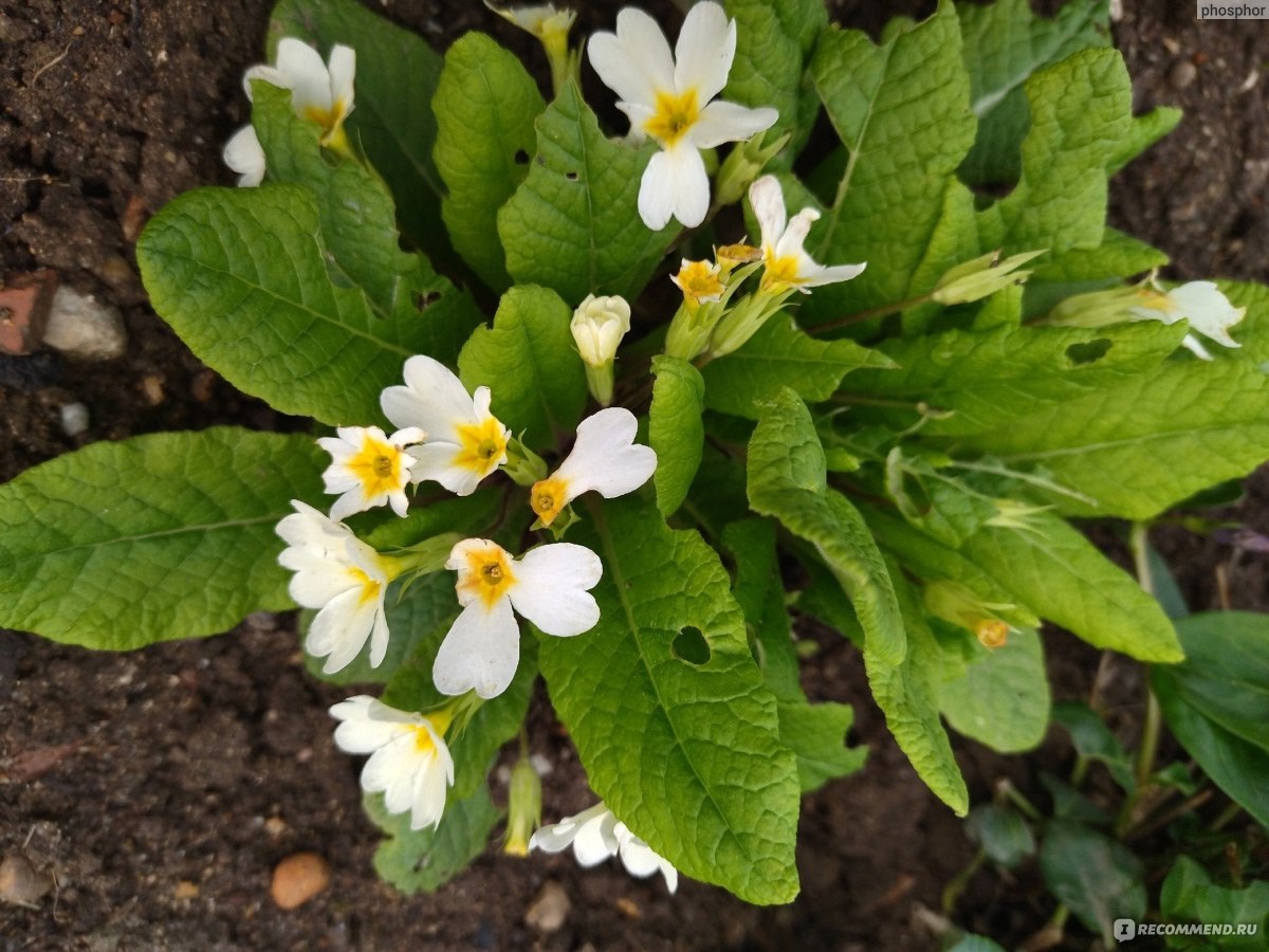 Примула обыкновенная / бесстебельная (Primula vulgaris, acaulis) -  «Первоцвет, который не совсем первоцвет. Чем хороша примула, кроме того что  красива» | отзывы