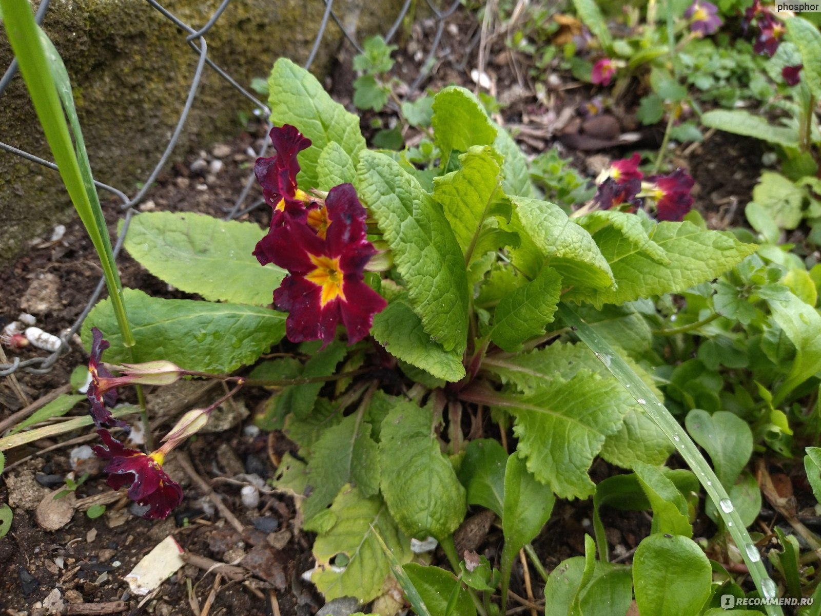 Примула обыкновенная / бесстебельная (Primula vulgaris, acaulis) -  «Первоцвет, который не совсем первоцвет. Чем хороша примула, кроме того что  красива» | отзывы