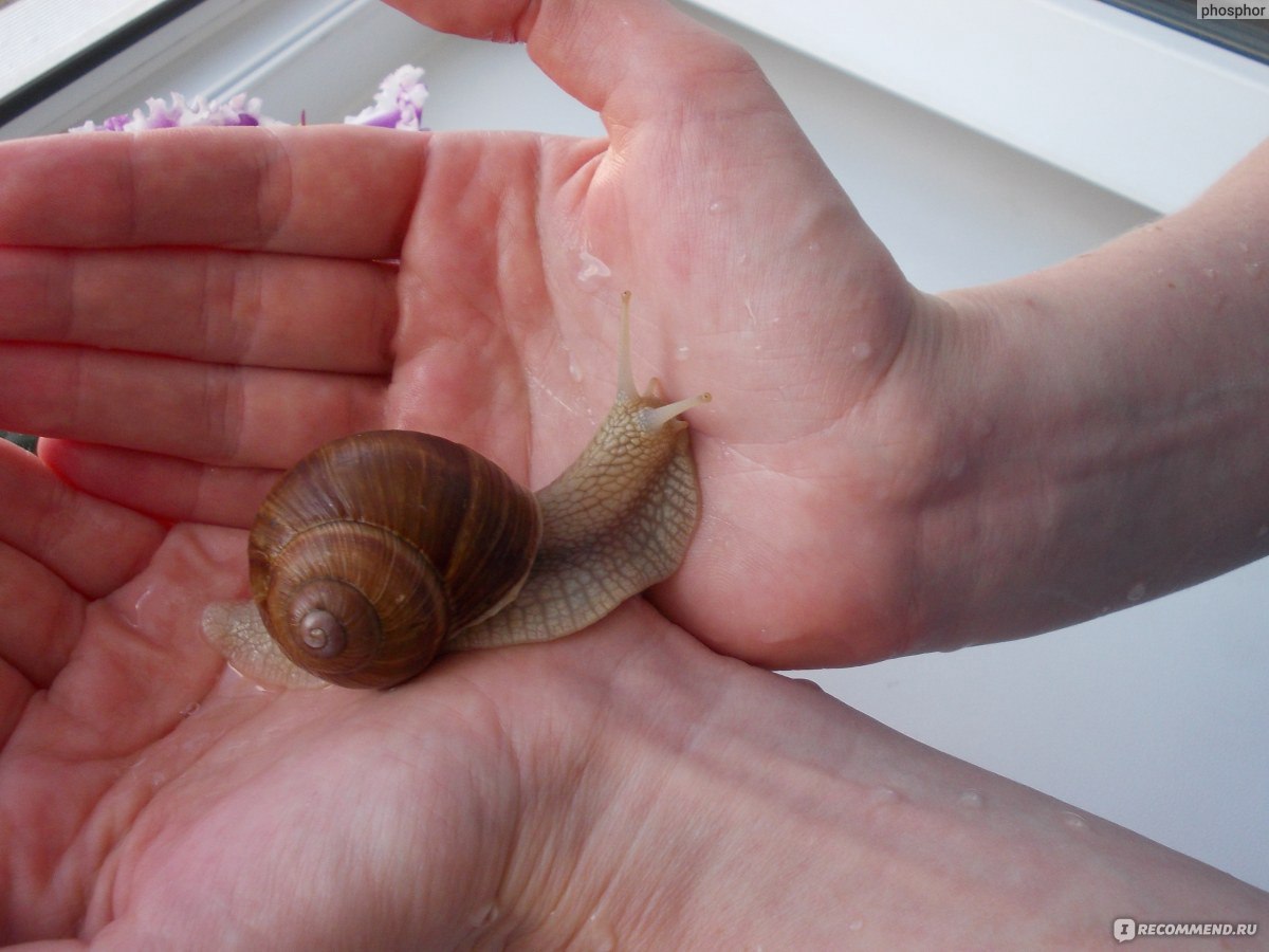 Улитка Ахатина - Achatina fulica (S)