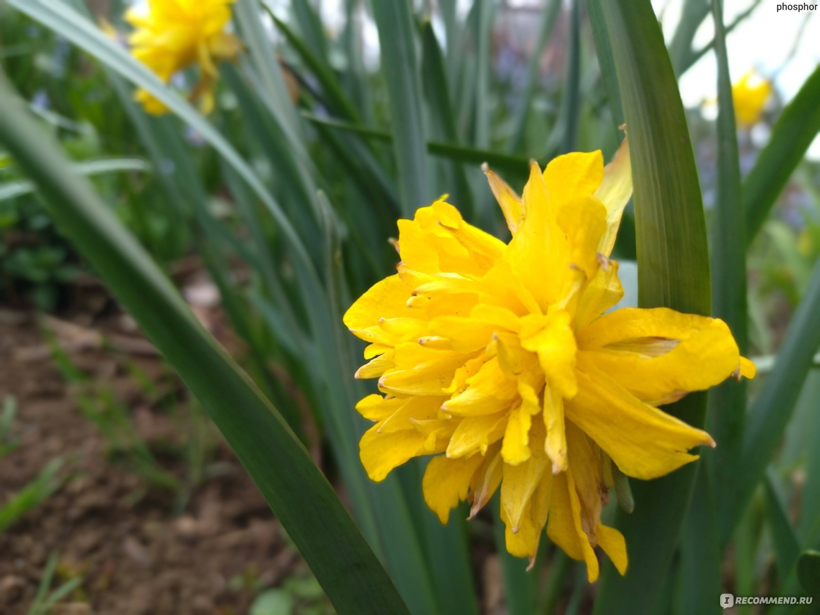 Нарцисс (Narcissus) - «Один раз посадите – отойдет внукам по наследству.  👵👶 Каких расцветок бывает и почему не очень приятно пахнет нарцисс –  неистребимый, самый живучий цветок среди луковичных» | отзывы