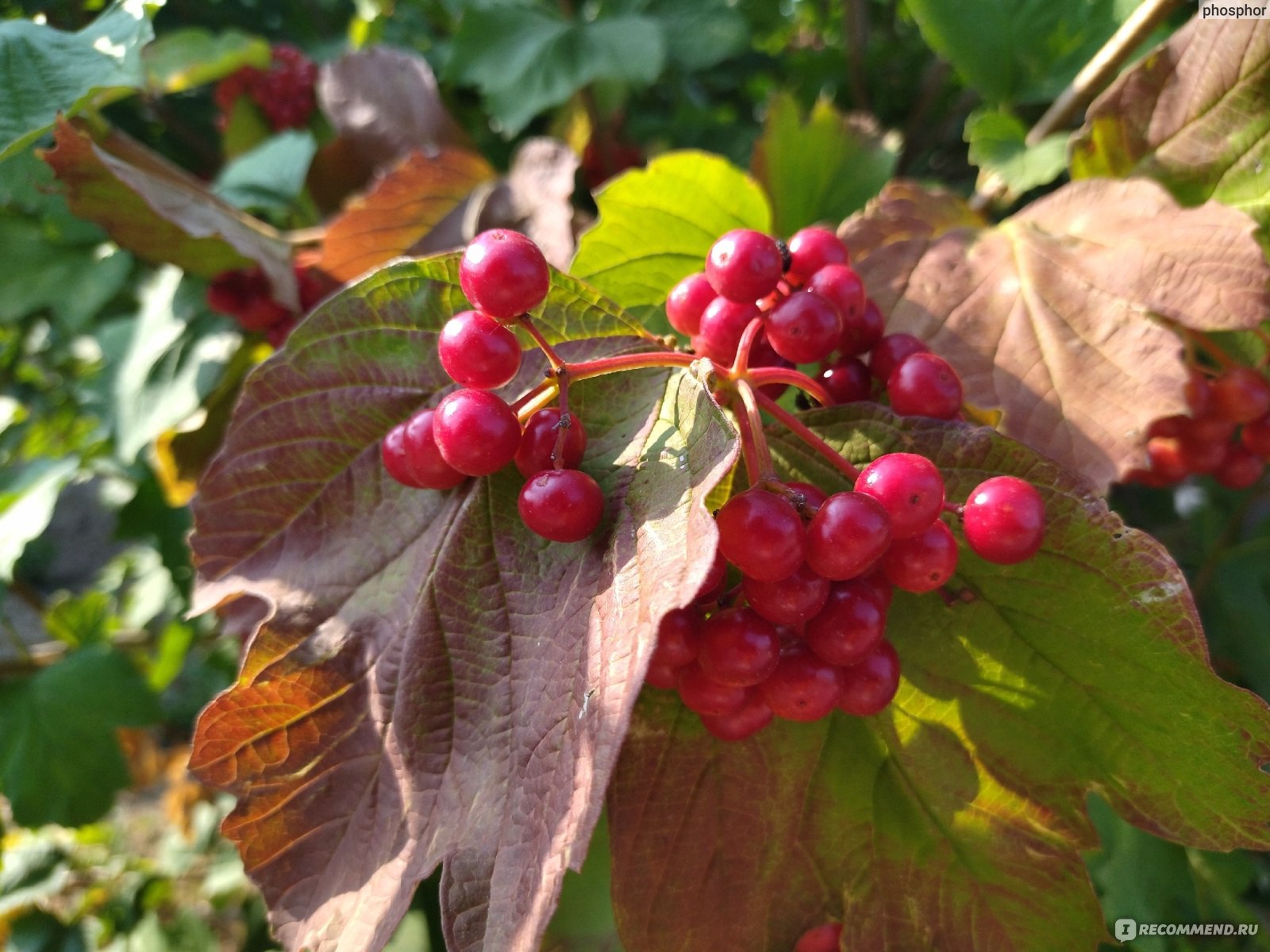 Калина обыкновенная (Viburnum opulus L.) - «Как ухаживать за калиной, чтоб  от ягод ветки гнулись? Мой секрет прост 😁 Одно из лучших растений для  малоуходного и вообще безуходного сада. Весь год красивое,