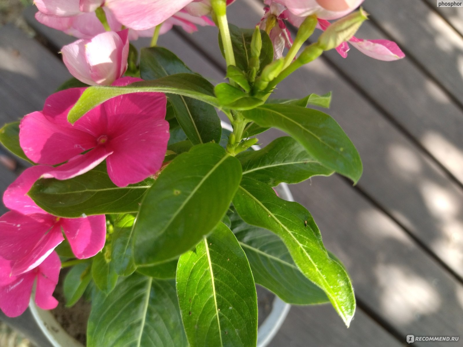 Катарантус розовый (Catharanthus roseus) - «Ну до чего хорош! Странно, что  пока редок. Катарантус – многолетник или однолетник? Он для сада или для  дома? Влюбилась с первого взгляда. Один из самых эффектных