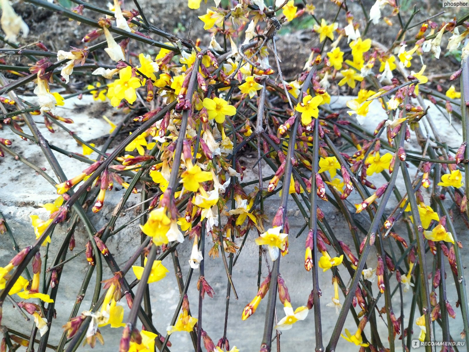 Жасмин голоцветковый или голоцветный (Jasminum nudiflorum), жасмин зимний -  «Каскады желто-солнечных цветов посреди зимы – в саду и дома. 🌞 Можно  формировать в произвольной форме. Находка для террасированных участков и  живых изгородей» | отзывы