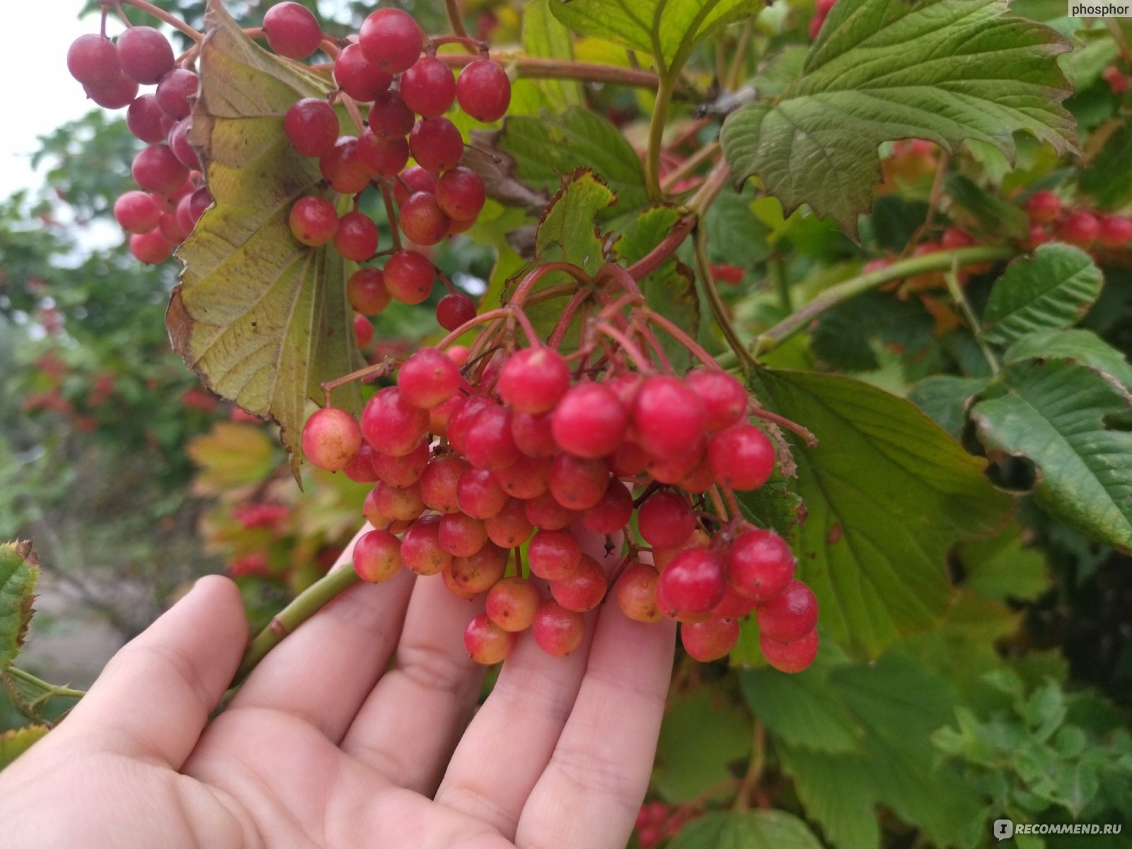 Калина обыкновенная (Viburnum opulus L.) - «Как ухаживать за калиной, чтоб  от ягод ветки гнулись? Мой секрет прост 😁 Одно из лучших растений для  малоуходного и вообще безуходного сада. Весь год красивое,